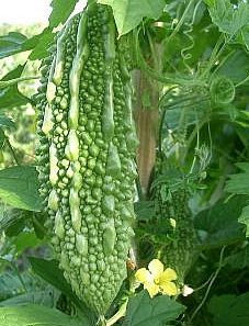 Momordica charantia Bitter Melon Karela seeds