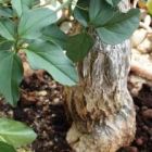 Momordica rostrata Plante caudex graines