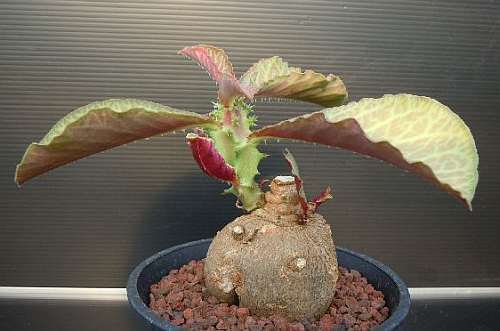 Monadenium magnificum caudiciform seeds