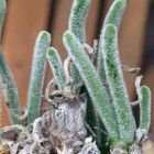 Monilaria chrysoleuca
