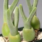 Monilaria globosa Riethuis