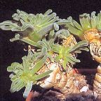 Monilaria moniliformis Caudexpflanze Samen