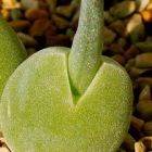 Monilaria obconica Bulletrap