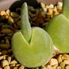 Monilaria obconica