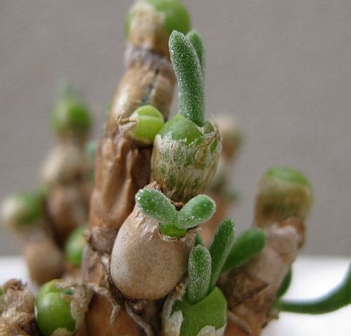 Monilaria pisiformis string of pearls seeds