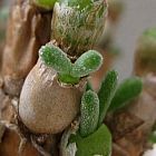 Monilaria pisiformis sin?nimo: Mesembryanthemum pisiforme semillas