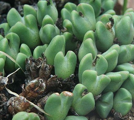 Monilaria scutata s Garies Mesembs - Aizoaceae seeds