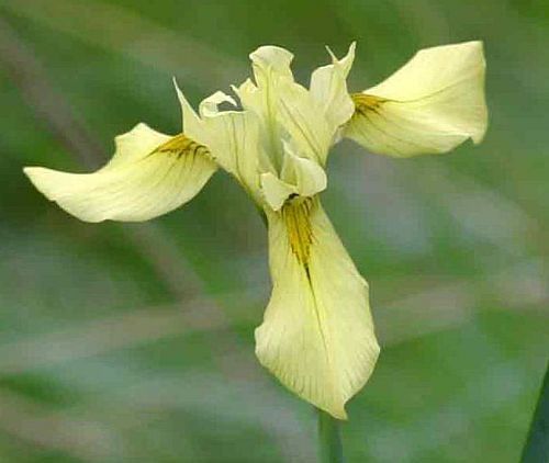 Moraea anomala Iridaceae seeds