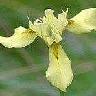 Moraea anomala Iridaceae semi