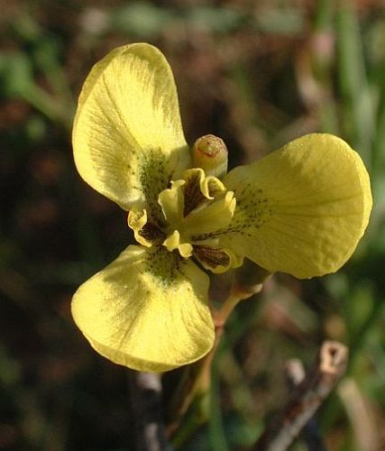 Moraea bellendenii Iridaceae seeds