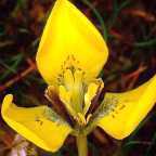 Moraea bellendenii Iridaceae semillas