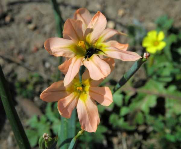 Moraea flaccida one-leaf cape tulip seeds