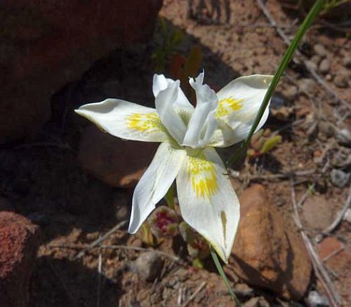 Moraea fugax Iridaceae seeds