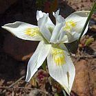 Moraea fugax Iridaceae graines