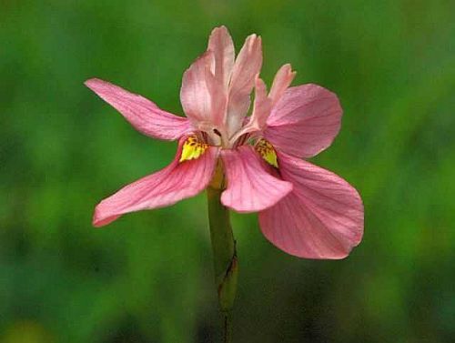 Moraea gawleri Iridaceae seeds