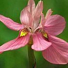 Moraea gawleri Iridaceae semillas