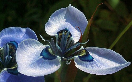 Moraea gigandra Iridaceae seeds