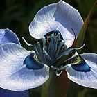 Moraea gigandra Iridaceae graines