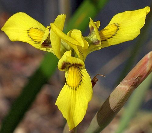 Moraea huttonii Iridaceae seeds