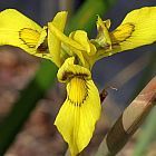 Moraea huttonii