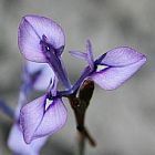 Moraea lugubris Iridaceae graines