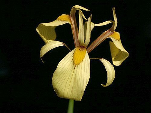 Moraea lurida Iridaceae seeds