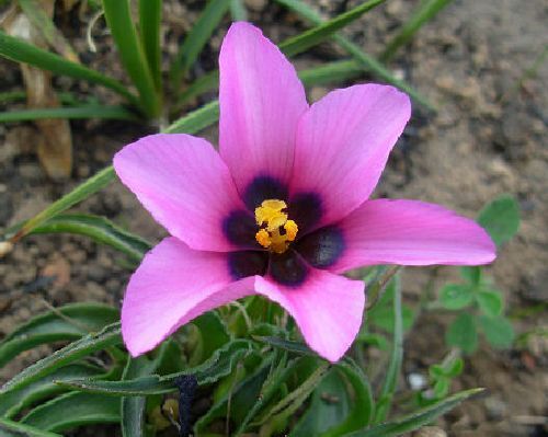 Moraea melanops Moraea seeds