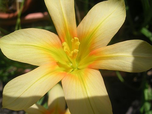 Moraea ochroleuca cape tulip seeds