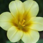 Moraea ochroleuca Iridaceae semillas