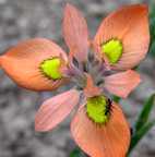 Moraea papilionaceae Iridaceae graines