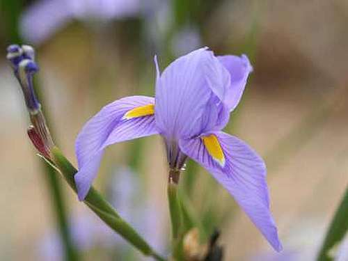 Moraea polystachya Moraea seeds