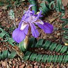 Moraea pritzeliana Iridaceae semillas