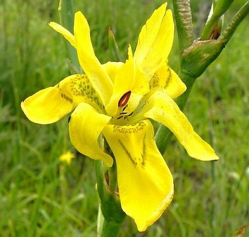 Moraea ramosissima Iridaceae seeds