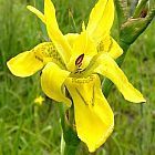 Moraea ramosissima Iridaceae semillas