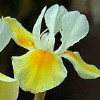 Moraea serpentina