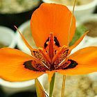 Moraea tulbaghensis Iridaceae semi