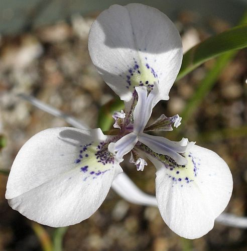 Moraea unguiculata Iridaceae seeds