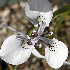 Moraea unguiculata Iridaceae graines