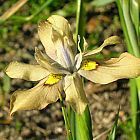 Moraea vegeta Iridaceae semillas