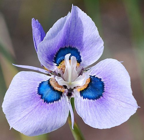 Moraea villosa peacock moraea seeds