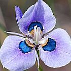 Moraea villosa Iridaceae semi