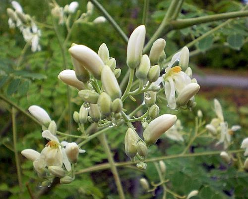 Moringa pterygosperma horseradish tree seeds