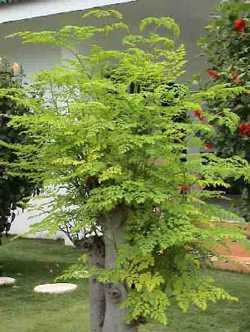 Moringa pterygosperma horseradish tree seeds