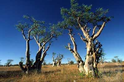 Moringa pterygosperma horseradish tree seeds