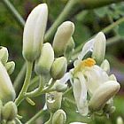 Moringa pterygosperma ?rbol del r?bano picante semillas