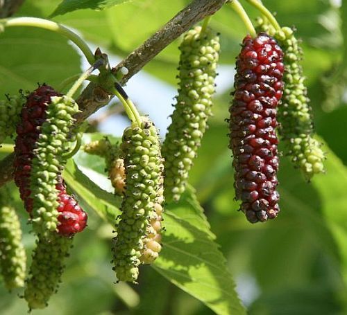 Morus alba white mulberry seeds