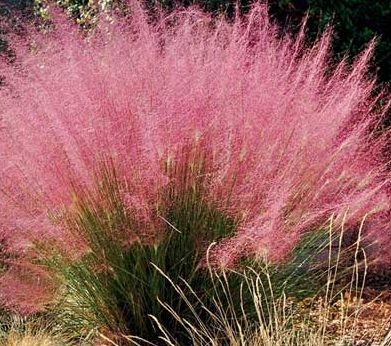 Muhlenbergia capillaris Pink Muhly Grass seeds