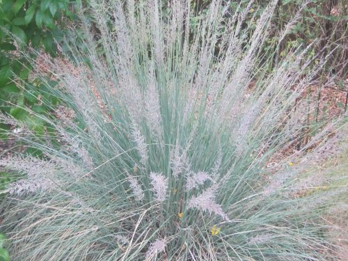 Muhlenbergia lindheimeri Big Muhly - Lindheimers Muhly seeds