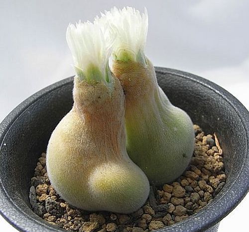 Muiria hortenseae succulent seeds