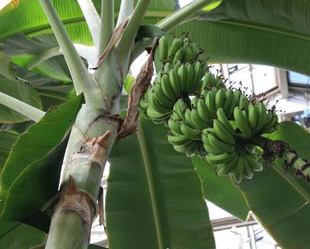 Musa acuminata Dwarf Banana seeds